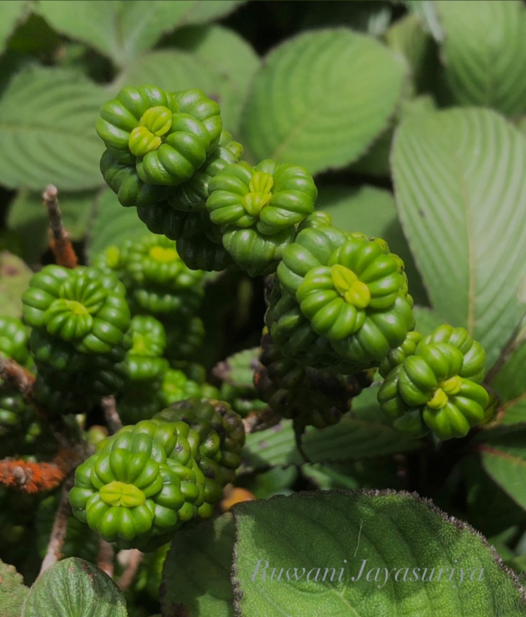 Hedyotis quinquinervia Thwaites